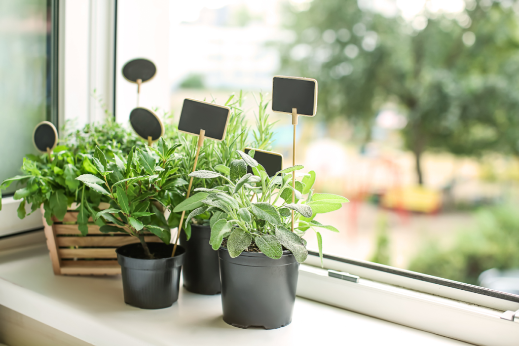 A sunny windowsill with potted herbs, including sage, rosemary, and basil, showcasing an indoor herb garden with edible indoor plants for cooking and health benefits.