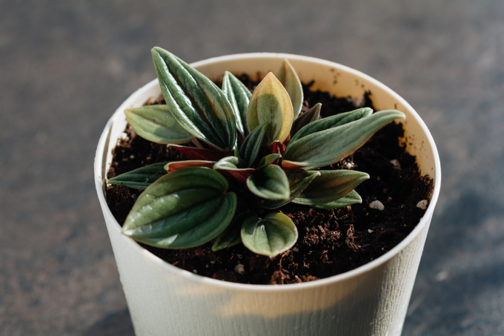 Peperomia Rosso in a cream-colored pot, with glossy green foliage and red undersides thriving in a healthy potting mix.