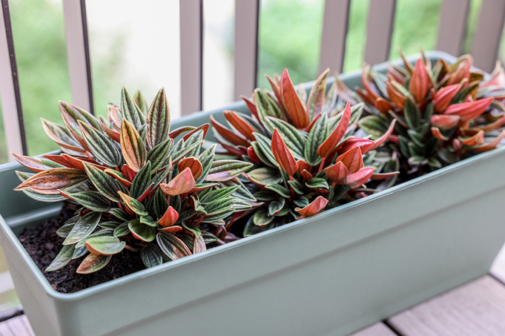 A close-up of a Peperomia Rosso plant in a rectangular green planter, showcasing its vibrant green leaves with red undersides.