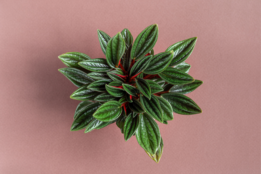 Top view of a Peperomia Rosso against a muted pink background, highlighting its ripple-like textured green leaves and red stems.