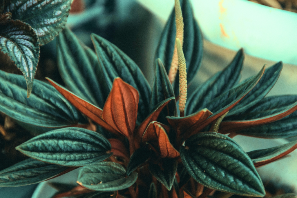 Close-up of a Peperomia Rosso plant with its distinct ripple-textured green leaves, vibrant red undersides, and a single flowering stalk emerging at the center.