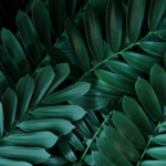 A stunning display of overlapping cardboard palm leaves with deep green tones, creating a dense and visually appealing texture.