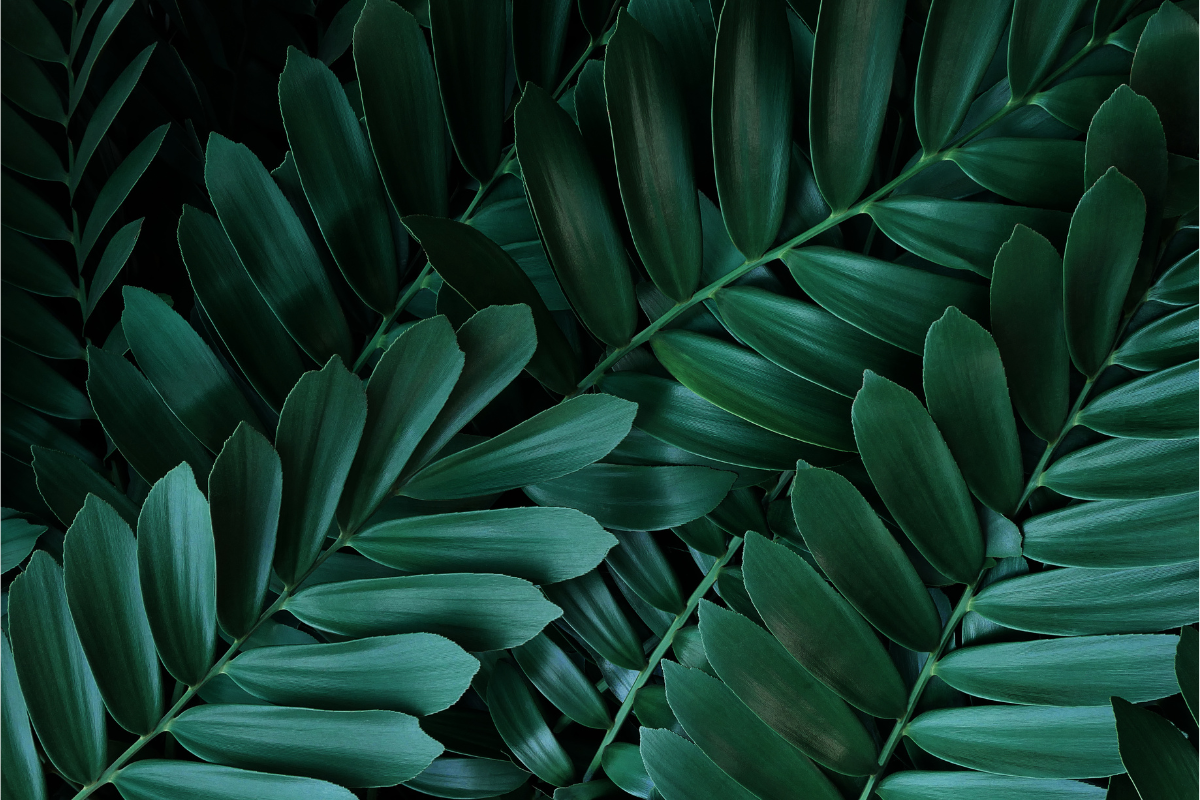 A stunning display of overlapping cardboard palm leaves with deep green tones, creating a dense and visually appealing texture.