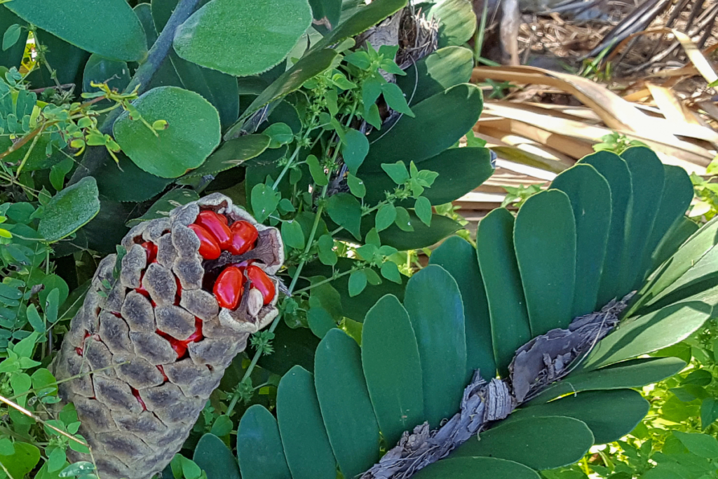 Cardboard palm cone with bright red seeds surrounded by lush green foliage, illustrating the plant’s natural growth habit and vibrant details.