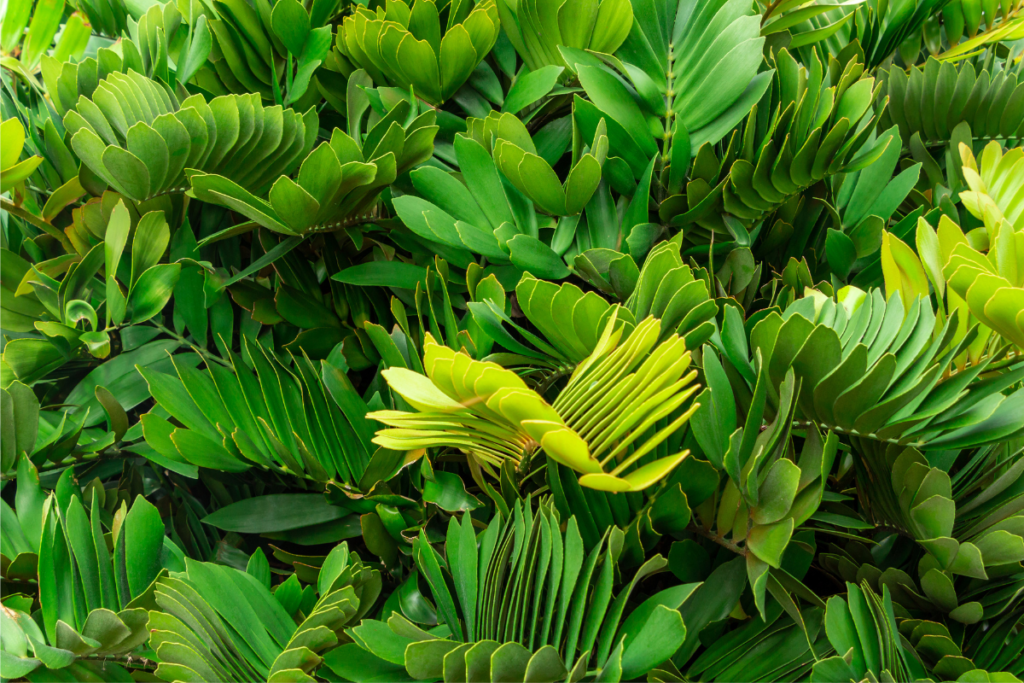 Close-up of a lush cardboard palm with thick green fronds, showcasing its unique leaf texture and vibrant foliage in full sun.