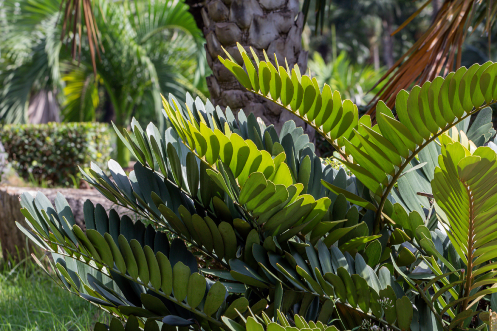 Cardboard palm growing in an outdoor space, with its bold, green foliage illuminated by sunlight, adding a tropical feel to the garden.