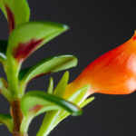 Close-up of a vibrant orange flower on a goldfish plant with thick dark green leaves. Perfect for goldfish plant care guides.