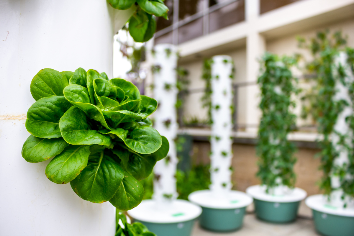 A vibrant indoor tower garden with lush green lettuce growing vertically, showcasing an efficient space-saving gardening system.