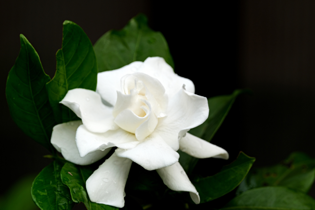 A pristine Jasmine Gardenia blossom amidst deep green leaves, exuding a sense of elegance and serenity.