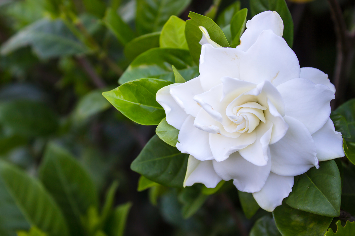 A single Jasmine Gardenia flower with pure white petals and glossy green leaves, illuminated beautifully in natural light.