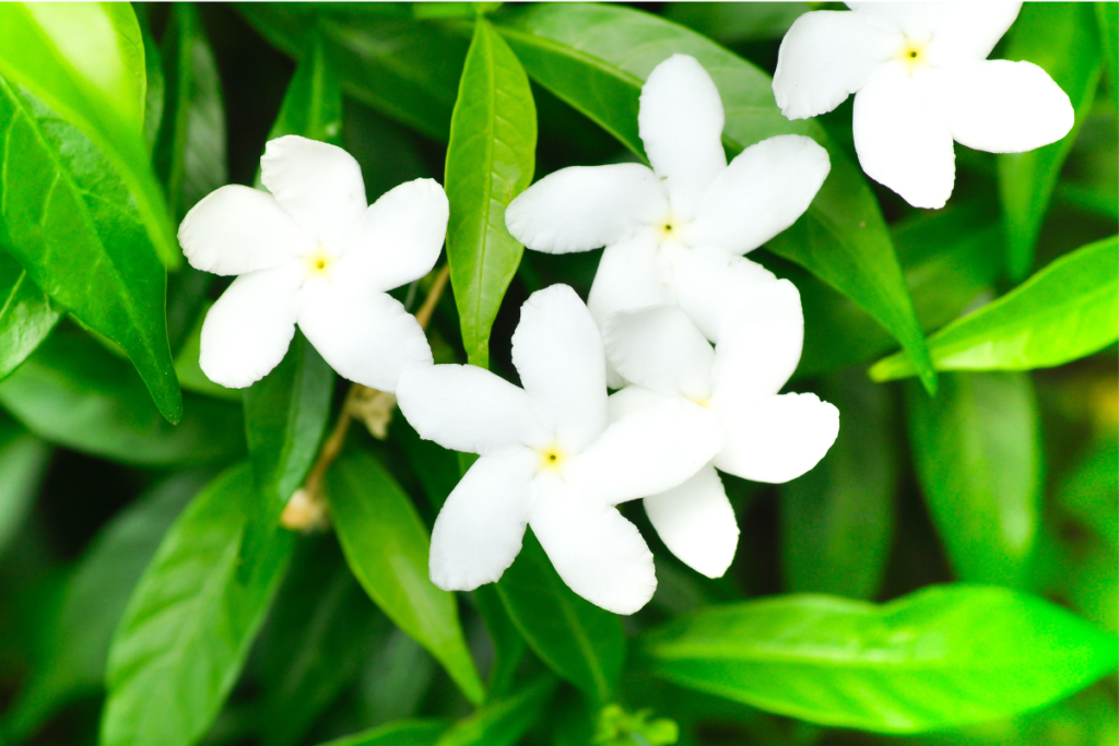 Freshly bloomed Jasmine Gardenia flowers surrounded by vibrant green leaves, offering a stunning visual appeal.