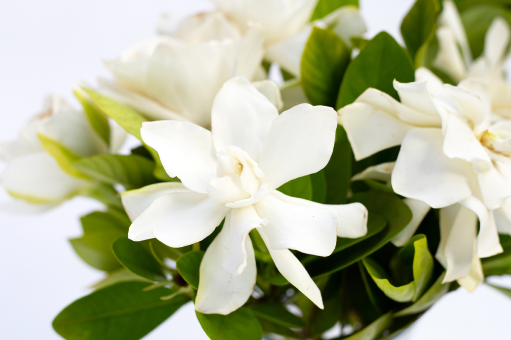 A close-up of a delicate white Jasmine Gardenia flower surrounded by lush green leaves, showcasing its elegant beauty.