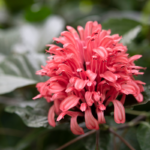 A stunning Justicia carnea flower with vibrant pink plumes standing out against its deep green leaves.