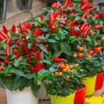 Display of ornamental pepper plants with red fruits in colorful pots, ideal for patio or indoor decoration.