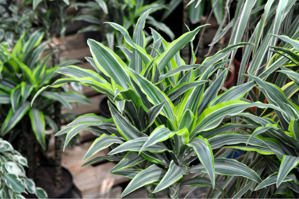 Healthy Dracaena plants in a nursery setting, displaying their sharp, variegated green and white leaves in full bloom.