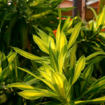 Vibrant Dracaena plant with lush green and yellow variegated leaves basking in sunlight, showcasing its striking foliage.