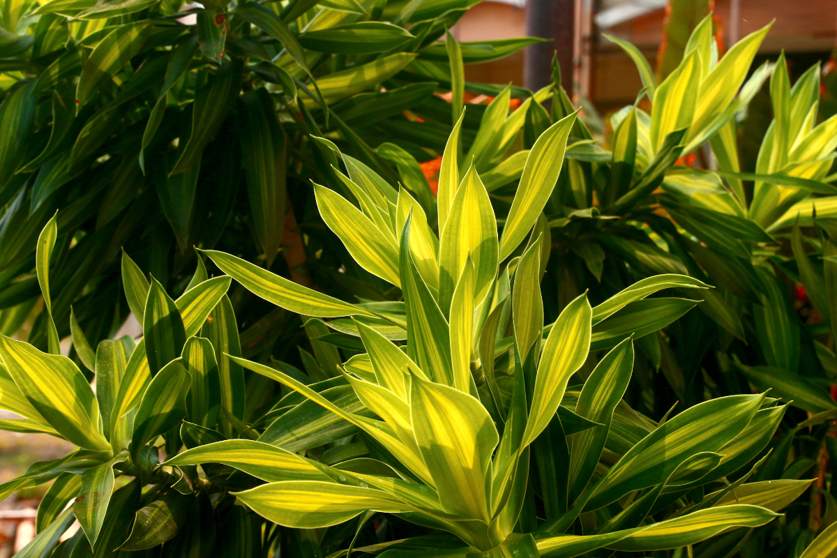 Vibrant Dracaena plant with lush green and yellow variegated leaves basking in sunlight, showcasing its striking foliage.