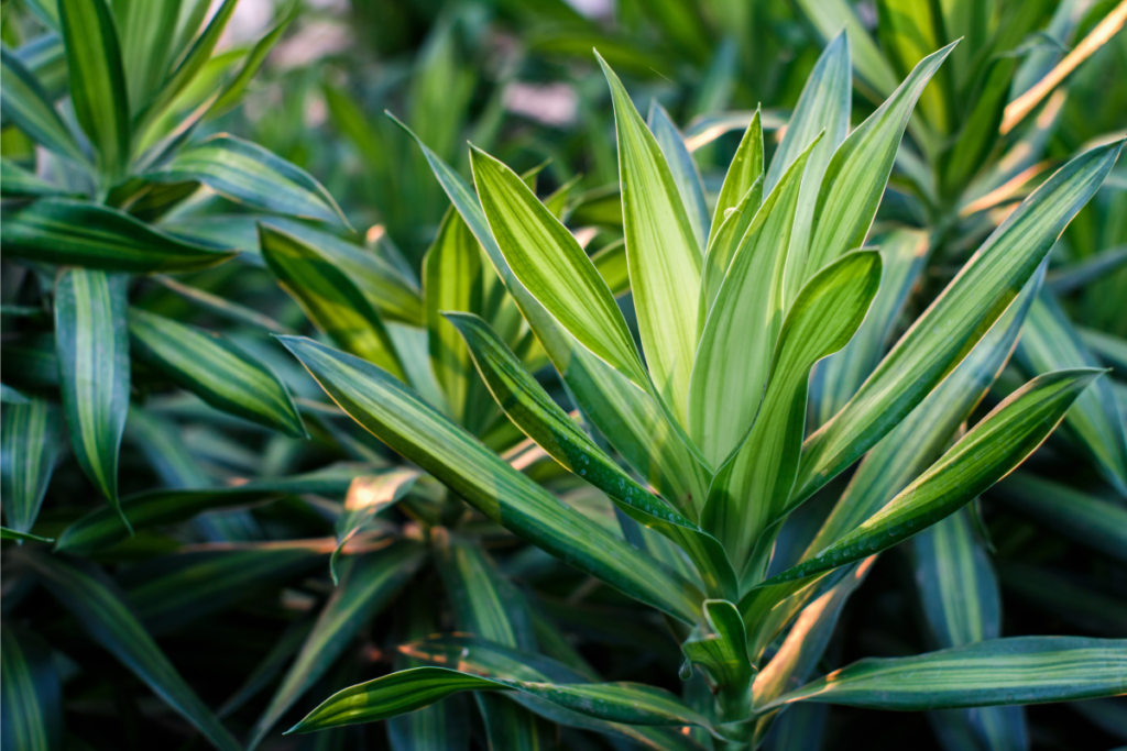 Close-up of a Dracaena plant highlighting its fresh green leaves with intricate light and dark green stripes under natural lighting.